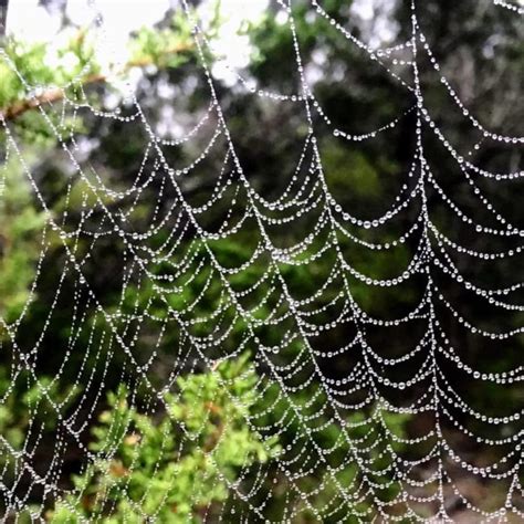 The Giant Spider Web that Swallowed Up Trees in Texas - Texas Hill Country