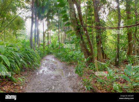 Wonderful rainforest scenery, Jamaica, Caribbean Stock Photo - Alamy