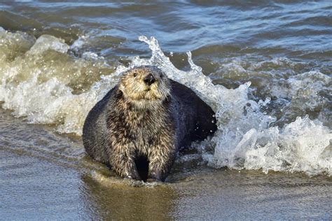 Sea Otter Habitat Threatened By Offshore Drilling - The Dodo