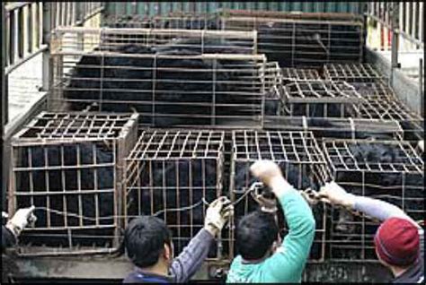 Bears - Bear Bile Farming - 11 - Animal Exploitation Photo Journal and ...