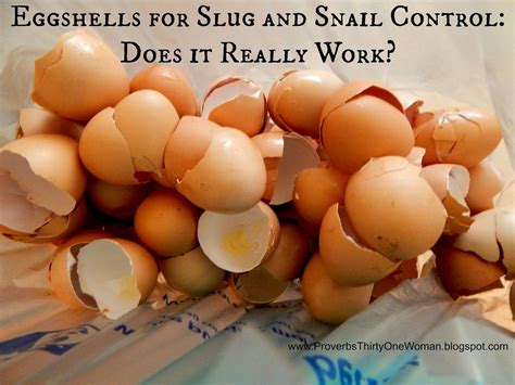 Eggshells for Slug and Snail Control: Do They Really Work? | Proverbs ...