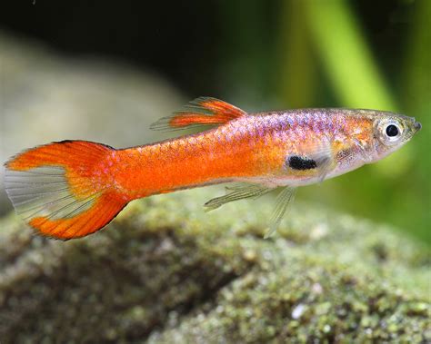 Endler guppy male red scarlett - Poecilia reticulata | Guppies / Endler ...