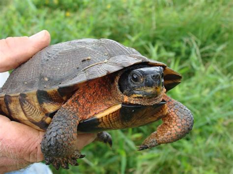 8 Species of Turtles That Live on Land - [A Detailed List]