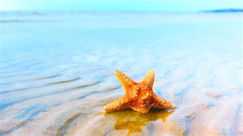 🔥 [40+] Beach and Starfish Wallpapers | WallpaperSafari