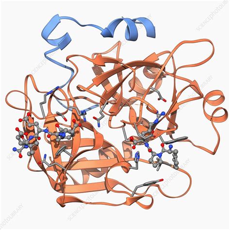 Thrombin protein, molecular model - Stock Image - F006/9603 - Science ...