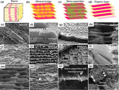 Schematic illustrations of the formation of nacre microstructures and ...