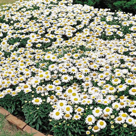 Shasta Daisy Seeds- 3 Shasta Daisies - Perennial Flower Seeds