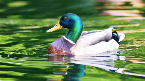 White Aquamarine Duck está nadando en el agua 4K Animals HD Desktop ...