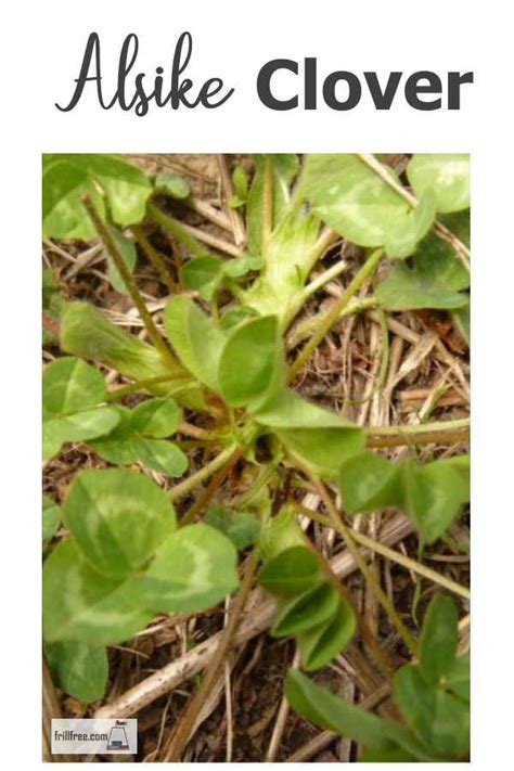 Alsike Clover - leguminous cover crop extraordinare