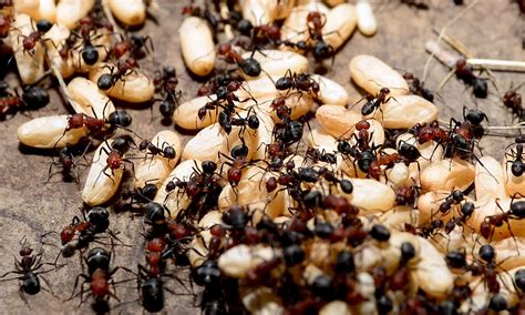 An ant colony has memories that its individual members don’t have