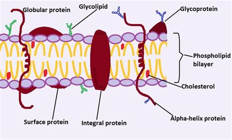 Functions of Lipids, Proteins, & Lipopolysaccharides on Cell Membrane ...