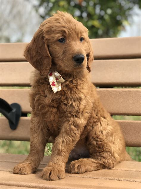 Goldendoodle Puppies For Sale | Lakeland, FL #268547