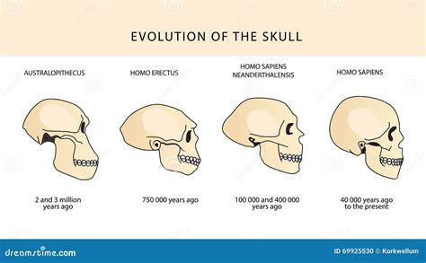 Australopithecus Brain