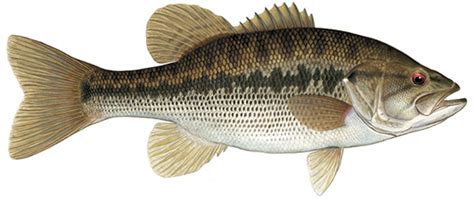 Spotted Bass | Species Breakdown