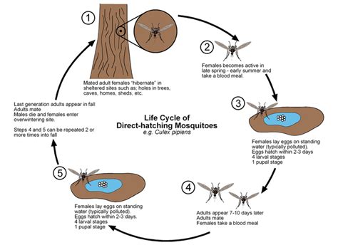 Mosquitos | Public Health and Medical Entomology | Purdue | Biology ...