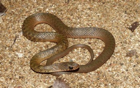 Keelback (Freshwater Snake) | Central QLD Coast Landcare Network