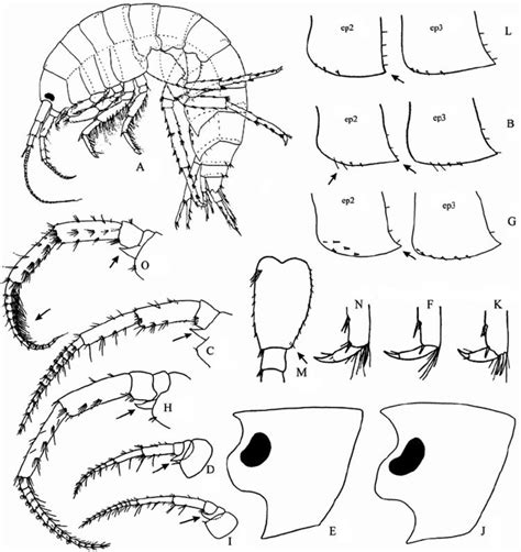 Gammarus lacustris - Alchetron, The Free Social Encyclopedia