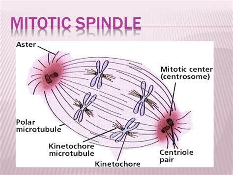 Mitotic Spindle Diagram