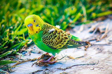 تصوير طائر الببغاء الصغير جميل جداً | Parrot, Parakeet, Cockatiel