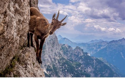 The Alpine ibex uses its spot hooves to skillfully climb and live ...