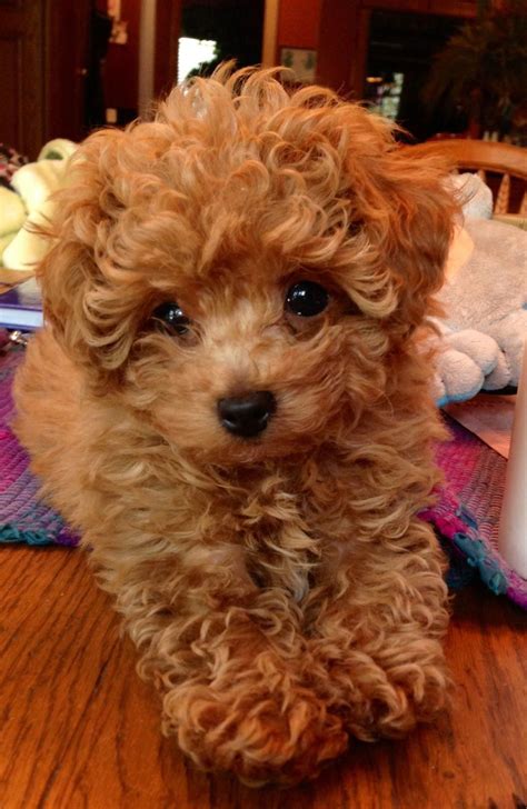 Our Adorable Poodle Puppy #poodlepups | Toy poodle puppies, Poodle ...