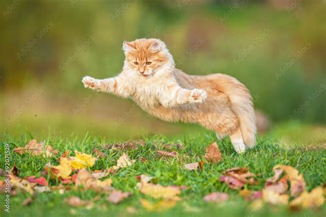 Funny cat playing outdoors in autumn Stock Photo | Adobe Stock