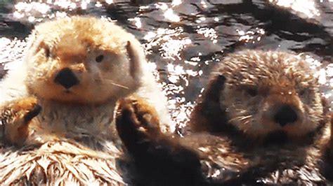 This Otter Eating a Snack Is All of Us | Teen Vogue