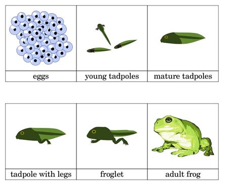 Frog Life Cycle Printable Frog Life Cycle Printable Life Cycles ...