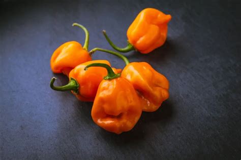 Habanero Pepper