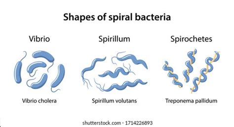 340 Spirillum Images, Stock Photos & Vectors | Shutterstock