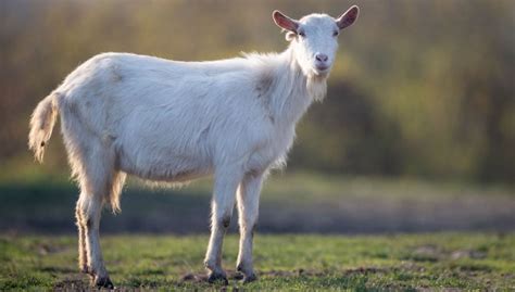 Saanen Goat: Characteristics, Health & Feeding - The Happy Chicken Coop