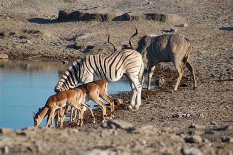 File:Etosha National Park, Namibia (2856072100).jpg - Wikimedia Commons