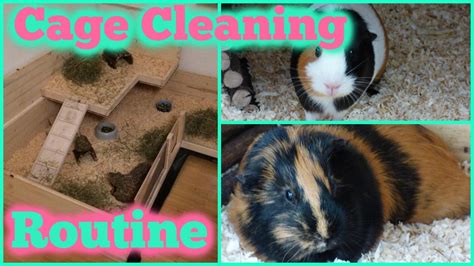 Guinea Pig Cage Cleaning Routine - YouTube