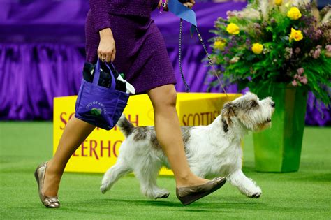 2024 Westminster Dog Show Pekingese Photos - Fredi Jo-Anne