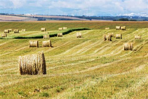 Hay bales in a mostly cut rolling field with clouds and blue sky ...