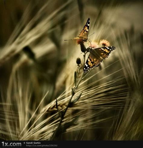 Amazing and Colorful Insects Photography