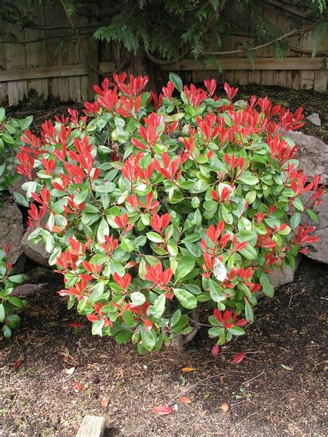 Red-Tipped Photinia | Red-tipped photinia. New spring growth… | Flickr