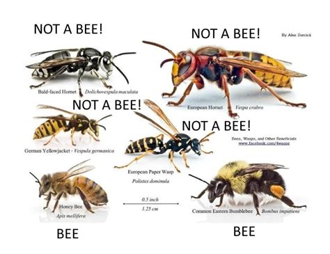 What's a bee? | Honey bee swarm, Bee identification, Bee facts