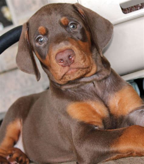 Doberman Pinscher Puppies For Sale | Los Angeles, CA #188456