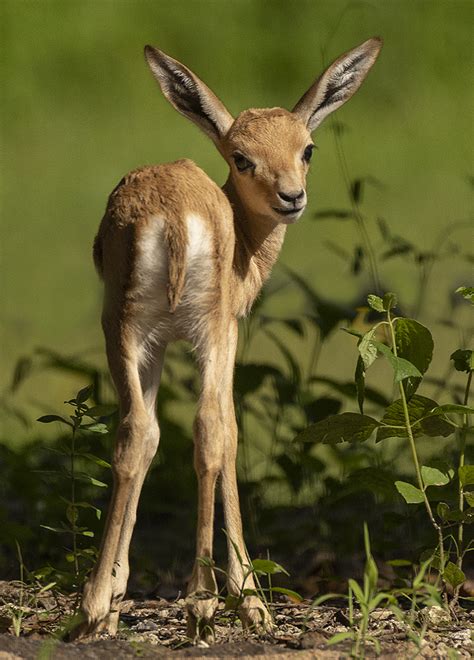 Endangered Baby Gazelle Introduced At Zoo Miami - CBS Miami