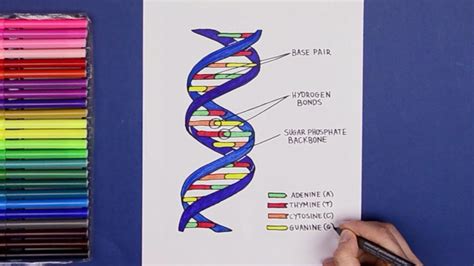 How to draw Structure of DNA - YouTube