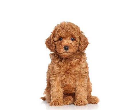 Adorable Mini Goldendoodle Puppies For Sale • Infinity Pups