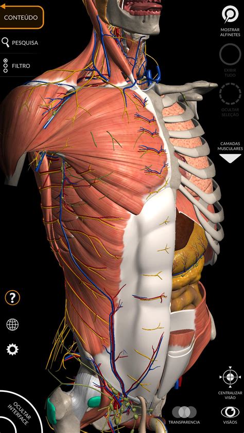 Anatomia - Atlas 3D para Android - APK Baixar