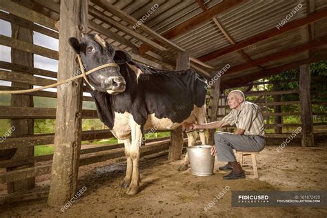 Senior man milking cow in barn. — farm animal, one person - Stock Photo ...