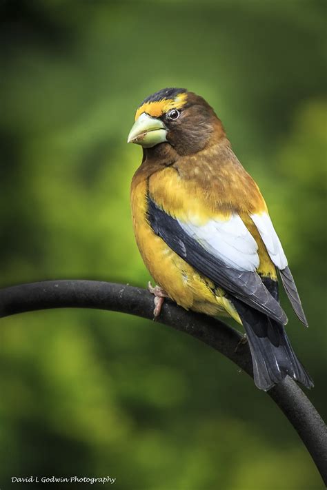 Male Evening Grosbeak - David L Godwin Photography