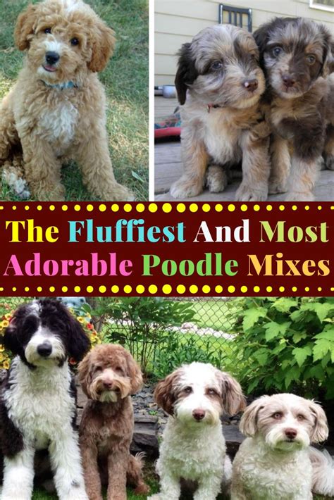 The Fluffiest And Most Adorable Poodle Mixes | Poodle mix, Animals, Poodle