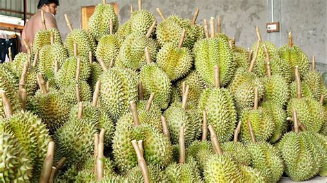 Huge farm with 3000 durian trees!!!Harvest the durian and cut the ...