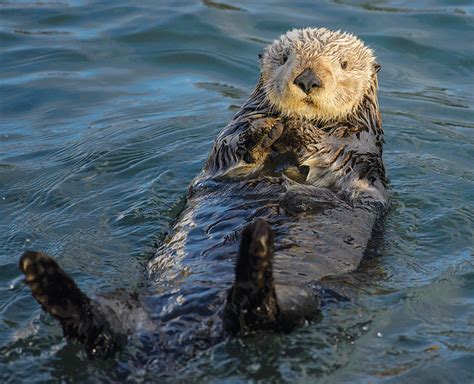 Sea Otters Used to Live in the Bay — Should We Bring Them Back? – Bay ...