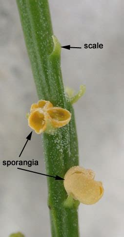 Psilotum – Sporangium | BIOL/APBI 210 Lab Information