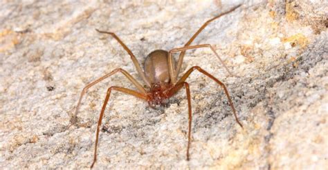 Are Brown Recluses in California? - A-Z Animals